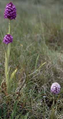 Pieds fleuris (Trflez, Finistre)