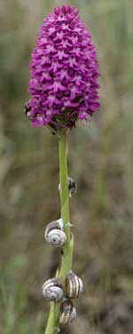 Inflorescence (Finistre)