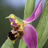 basculement des pollinies - Morbihan - 17/05/00