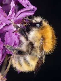 Bombus pascuorum