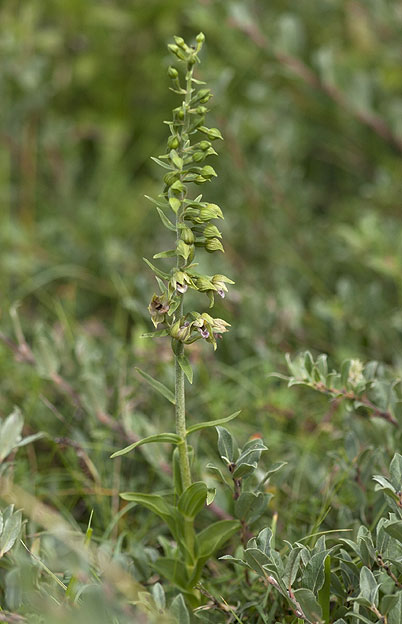 Epipactis helleborine ssp neerlandica parmi Salix repens ssp arenaria, dunes de Keremma, Trflez (Nord-Finistre), 14 aot 2011, photo Jean-Michel Lucas.