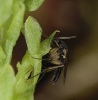 Neuratelia lchant le labelle.