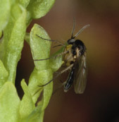 Dpart de la fleur avec les pollinies.