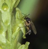 Dpt des pollinies sur le stigmate d'une autre fleur.