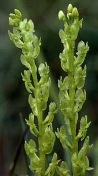 Inflorescences d'Hammarbya paludosa, Monts d'Arre, Finistre, 3 aot 1994.