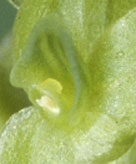 Fleur fconde par un diptre, qui a dpos une pollinie sur le stigmate et extrait les pollinies de la fleur.