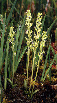 Pieds fleuris d'Hammarbya paludosa - Monts d'Arre (Finistre).