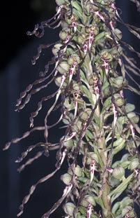 Inflorescence, Ctes-d'Armor, 24/06/99.