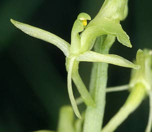 Dtail d'une fleur de Liparis, autogamie par basculement des pollinies