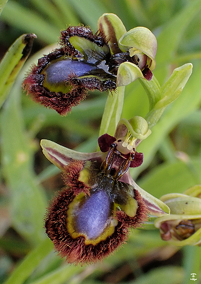 Ophrys speculum (fleurs) ; Loire-Atlantique ; avril 2024 ; photo : Franois Sit.