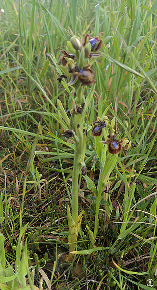 Ophrys speculum (pieds fleuris) ; Loire-Atlantique ; avril 2024 ; photo : Franois Sit.