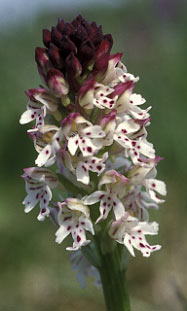 Inflorescence, Morbihan