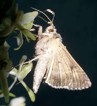 Autographa gamma avec pollinies de Platanthera bifolia colles sur la trompe