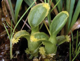 Pseudobulbe, bulbilles sur le bord des feuilles.