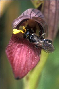 Dpart de la fleur avec les pollinies colles sur la tte.