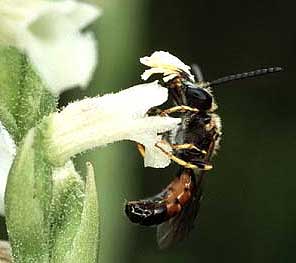 Sphecodes sp avec pollinies de Spiranthes aestivalis, Lannanou, Finistre, aot 2004.