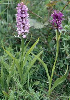 Dactylorhiza praetermissa (gauche), traunsteineri (droite)