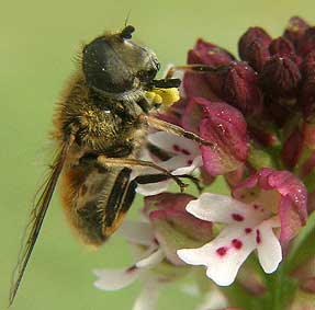 Eristalis sp sur Orchis ustulata, Loire-Atlantique, mai 2004.