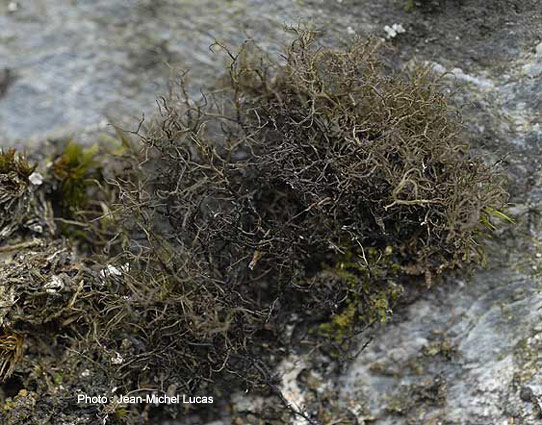 Plounour-Mnez (29) - Monts d'Arre ; schistes