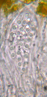 asque  16-32 spores