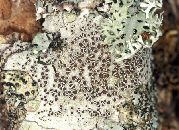 Laniscat (22) - Gorges de Daoulas ; chne