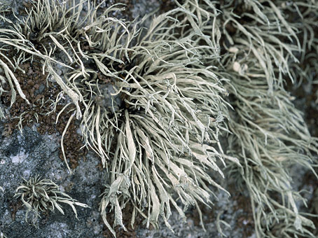 Trgastel (22) - Ile Seigle ; rocher en granite