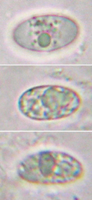 spores incolores, longueur infrieure  12 m.