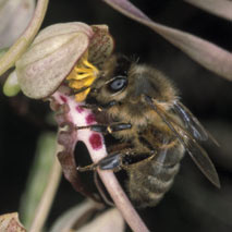 Apis mellifera - 19/06/00.