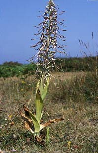 Pied fleuri, Ctes-d'Armor, 23/06/01.