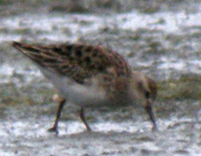 Juvnile, La Turballe (Loire-Atlantique), 28 et 29 novembre 2011, photos Franois Sit.