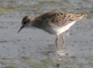 Juvnile, La Turballe (Loire-Atlantique), 28 et 29 novembre 2011, photos Franois Sit.