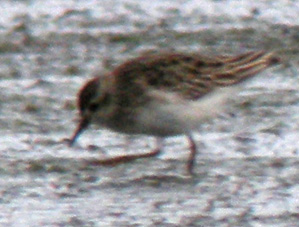 Juvnile, La Turballe (Loire-Atlantique), 28 et 29 novembre 2011, photos Franois Sit.