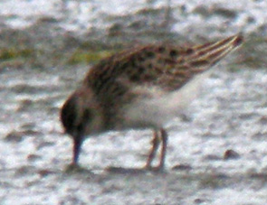 Juvnile, La Turballe (Loire-Atlantique), 28 et 29 novembre 2011, photos Franois Sit.