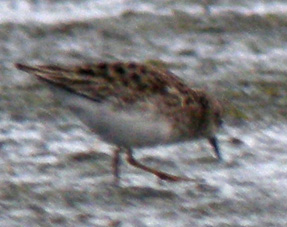 Juvnile, La Turballe (Loire-Atlantique), 28 et 29 novembre 2011, photos Franois Sit.