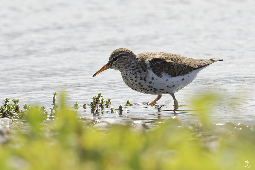 Adulte en plumage nuptial ; tang de Gourinet, Pouldreuzic (Sud-Finistre) ; le 30 mai 2024 ; photo : Jean-Michel Lucas.