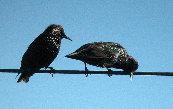 Le Kermeur, Plougonven, Finistre, 20 dcembre 2007, photo Franois Sit.